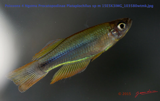 Poissons-4-Ngoma-Procatopodinae-Plataplochilus-sp-m-15E5K3IMG_103580wtmk-Web